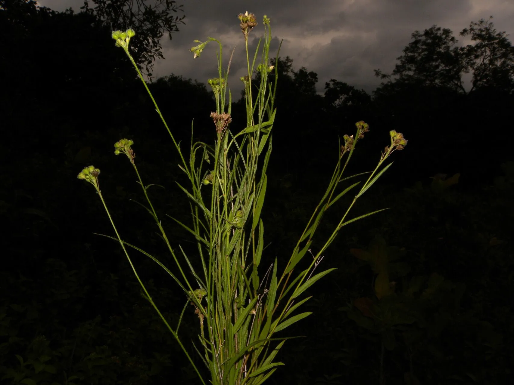 Balai grand (Sida linifolia, Diss. 1: 14 (1785))