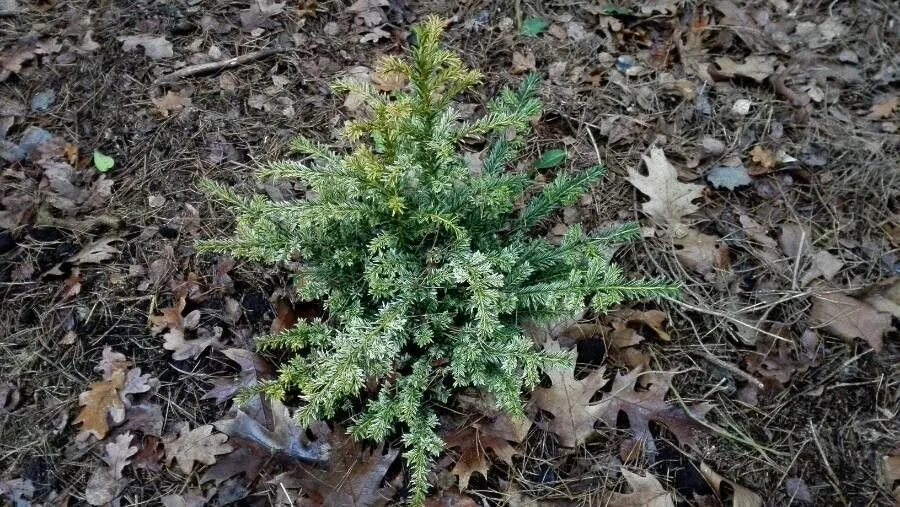 Ground-hemlock (Taxus canadensis, Arbust. Amer.: 150 (1785))