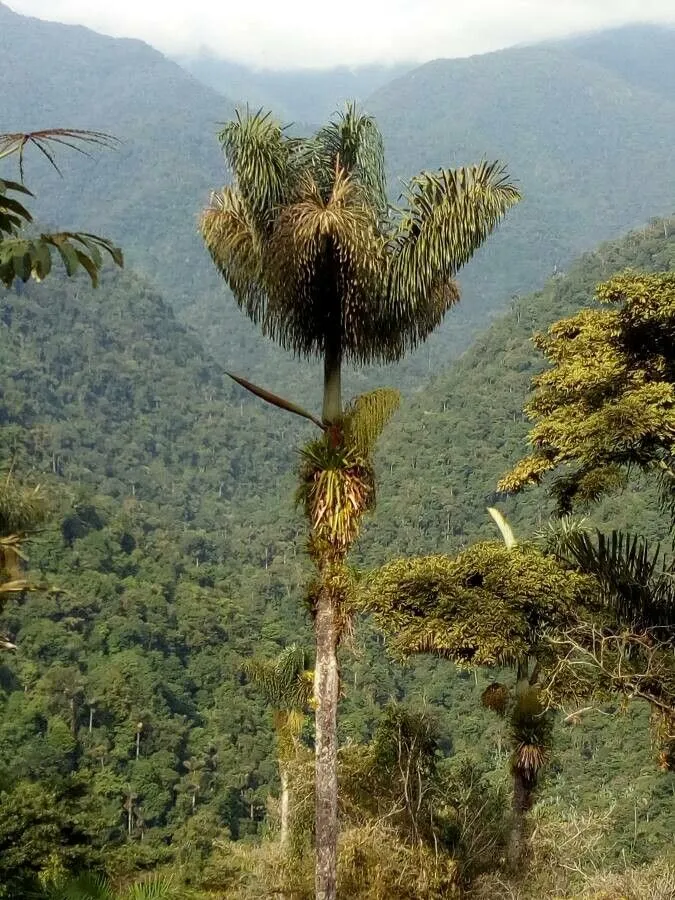 Ivory palm (Phytelephas macrocarpa, Syst. Veg. Fl. Peruv. Chil.: 301 (1798))