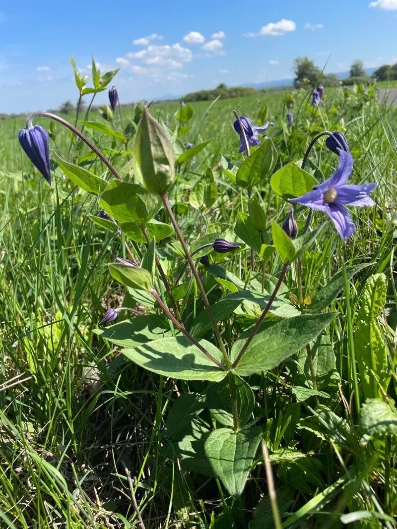 Solitary clematis (Clematis integrifolia, Sp. Pl.: 544 (1753))