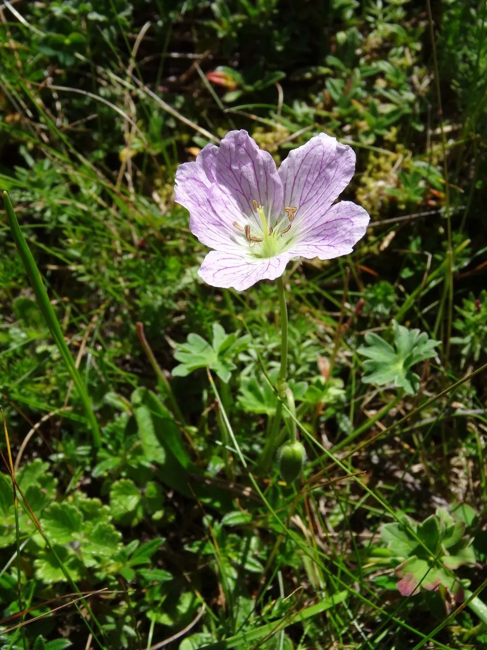 Ashy cranesbill (Geranium cinereum, Diss. 4: 204 (1787))