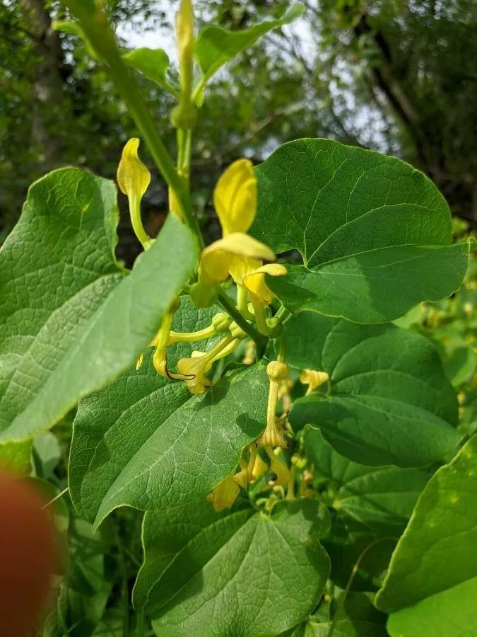 Birthwort (Aristolochia clematitis, Sp. Pl.: 962 (1753))