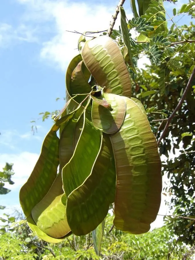 Callingcard vine (Entada polystachya, Mém. Légum.: 422 (1826))