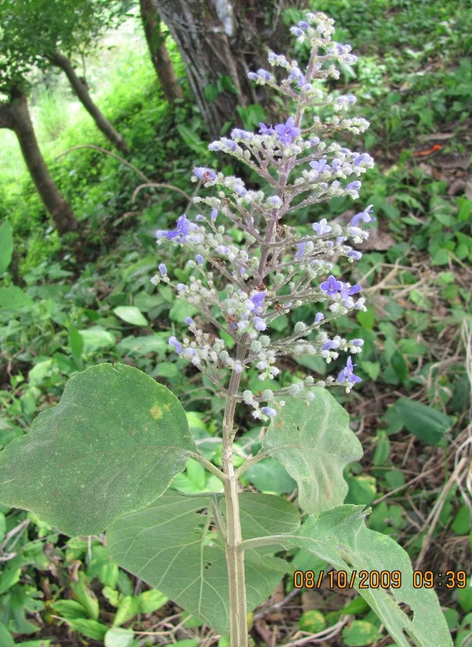 Azulejo (Cornutia pyramidata, Sp. Pl.: 628 (1753))