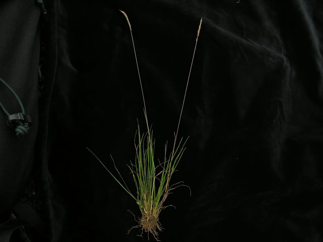 Bristle grass (Trisetum spicatum, Pl. Eur. 1: 59 (1890))