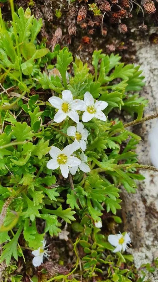 Zweibltiges sandkraut (Arenaria biflora, Mant. Pl. 1: 71 (1767))