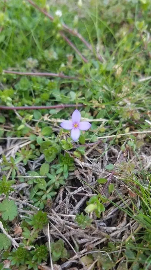 Tiny bluet (Houstonia pusilla, Reise Nordamer. Staat. 2: 306 (1788))