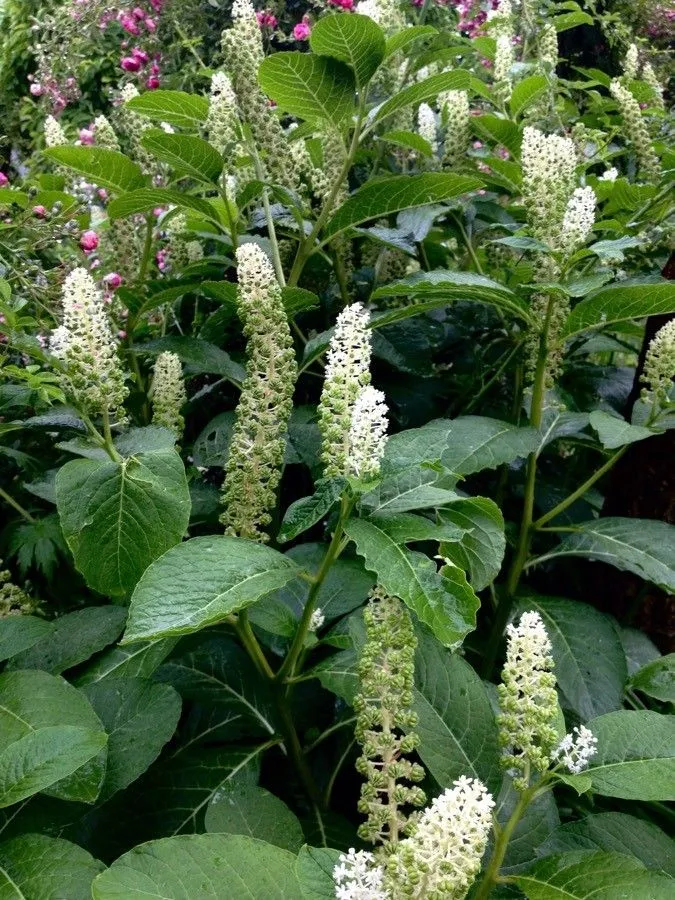 Pigeonberry (Phytolacca americana, Sp. pl. 1:441. 1753)