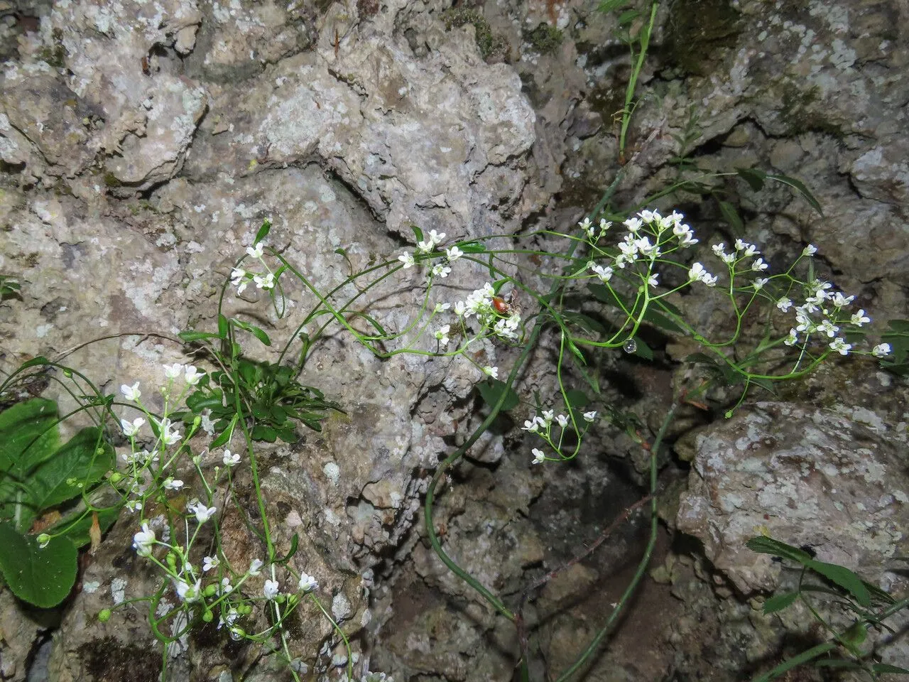 Kernera (Kernera saxatilis, Hort. Brit.: 467 (1826))