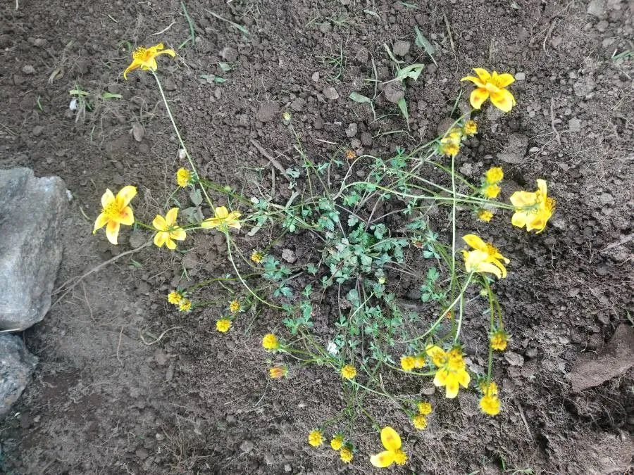 Himalayan marigold (Tagetes lunulata, Nov. Rar. Pl. Descr. Dec.: 44 (1797))