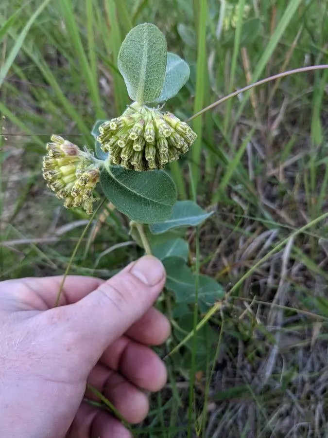 Green comet milkweed (Asclepias viridiflora, Med. Repos. 2(5): 360 (1808))