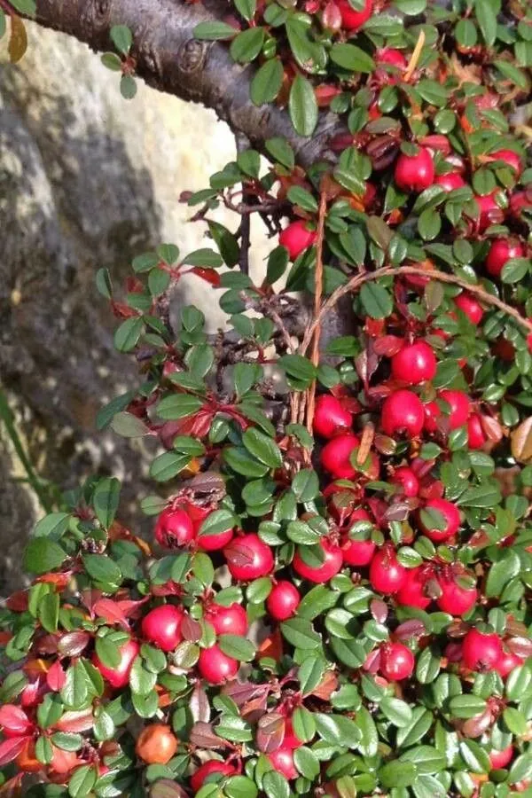 Entire-leaved cotoneaster (Cotoneaster integrifolius, Wiss. Z. Martin-Luther-Univ. Halle-Wittenberg, Math.-Naturwiss. Reihe 12: 779 (1963))