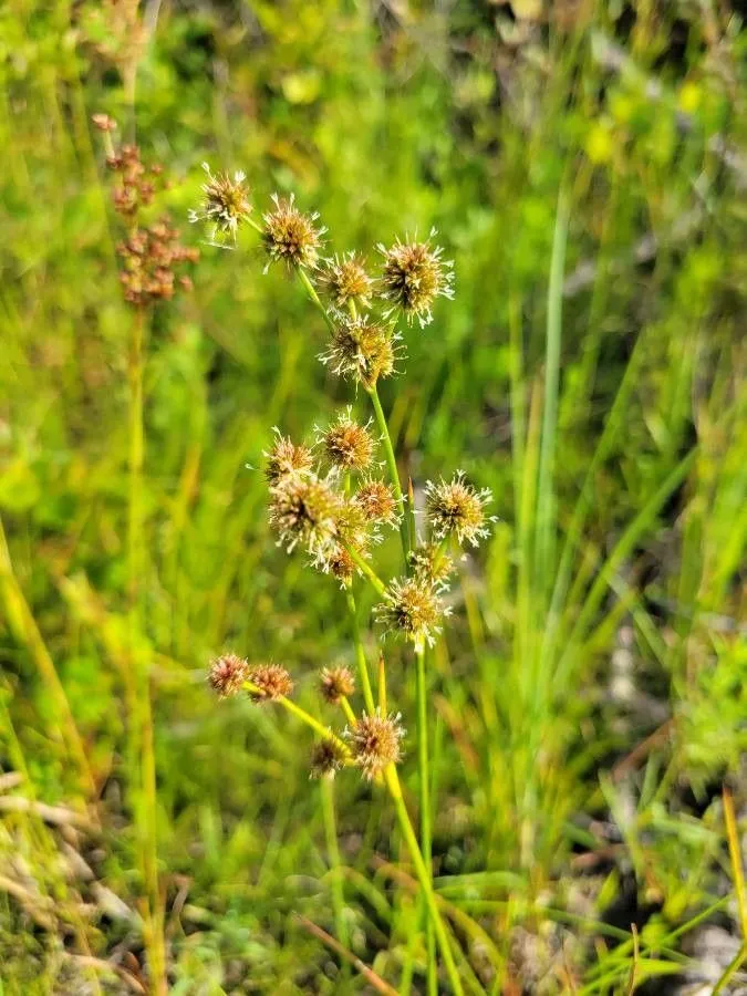 Needlepod rush (Juncus scirpoides, Encycl. 3: 267 (1789))