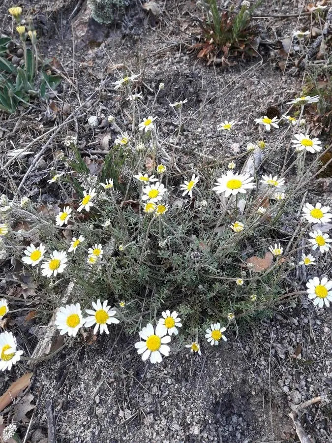 Cretian mat daisy (Anthemis cretica, Sp. Pl.: 895 (1753))