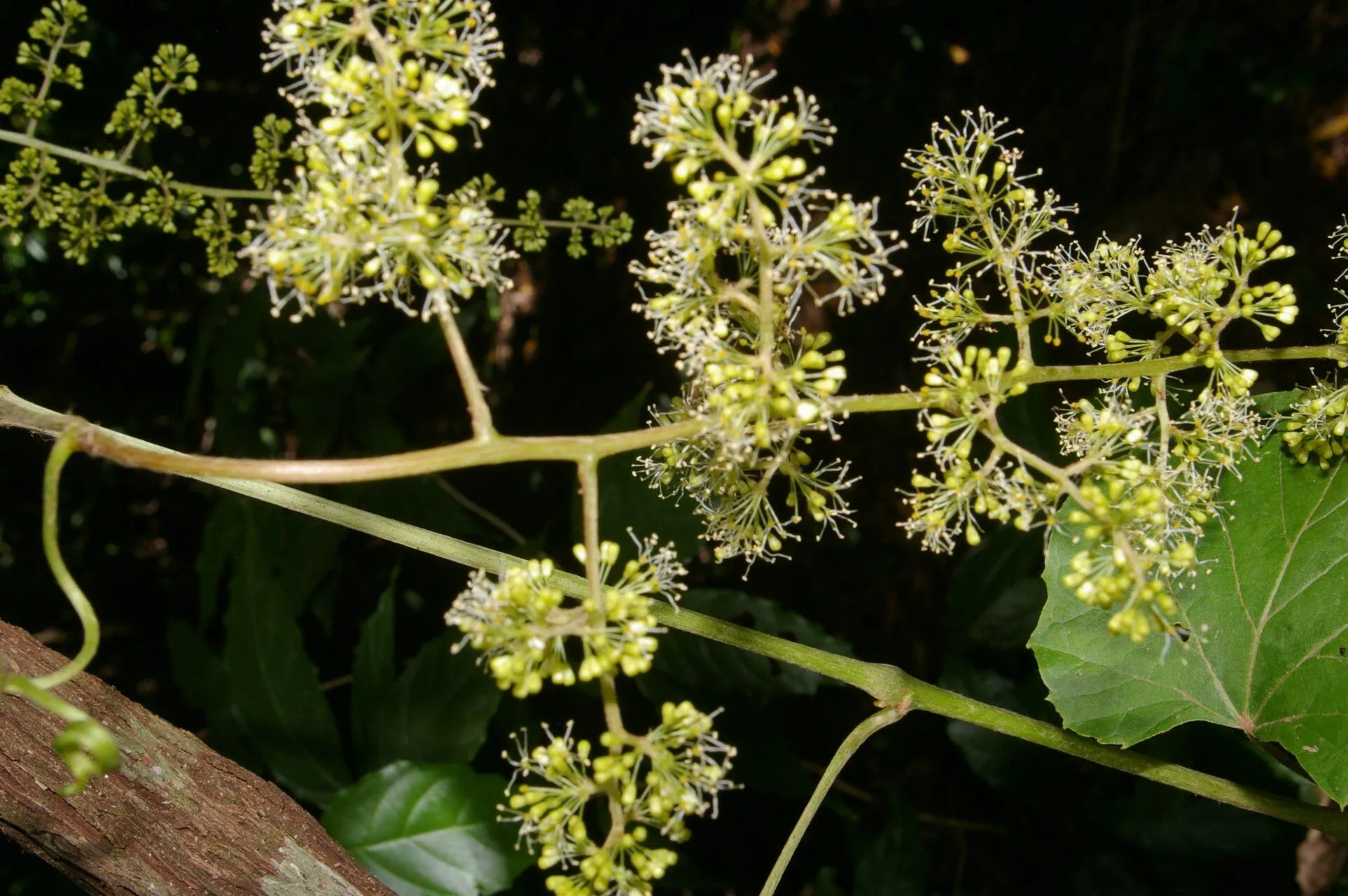 West indian grape (Vitis tiliifolia, J.J.Roemer & J.A.Schultes, Syst. Veg., ed. 15 bis 5: 320 (1819))