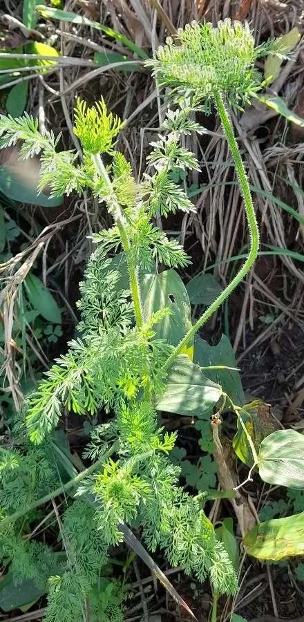 Rattlesnake-weed (Daucus pusillus, Fl. Bor.-Amer. 1: 164 (1803))