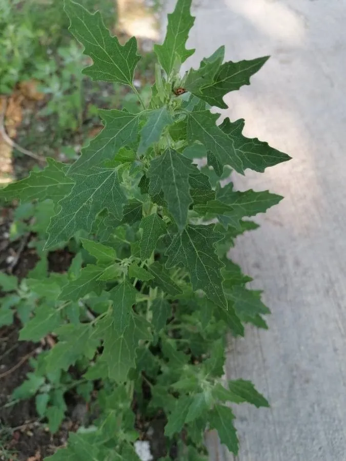 Fig-leaf goosefoot (Chenopodium ficifolium, Fl. Brit. 1: 276 (1800))