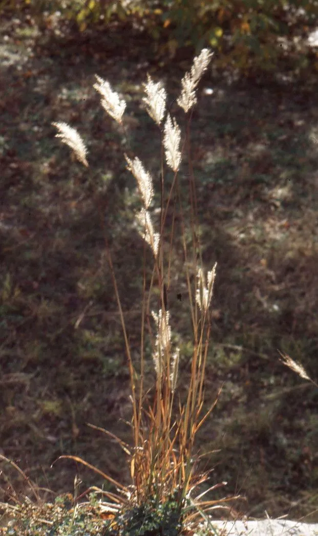 Silver bluestem (Bothriochloa saccharoides, Brittonia 1: 81 (1931))