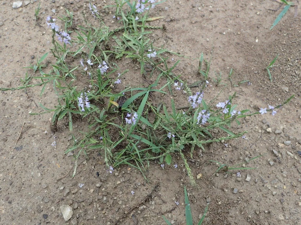 Narrow-leaf vervain (Verbena simplex, Index Seminum (HBG, Hamburgensis) 1825: 17 (1825))