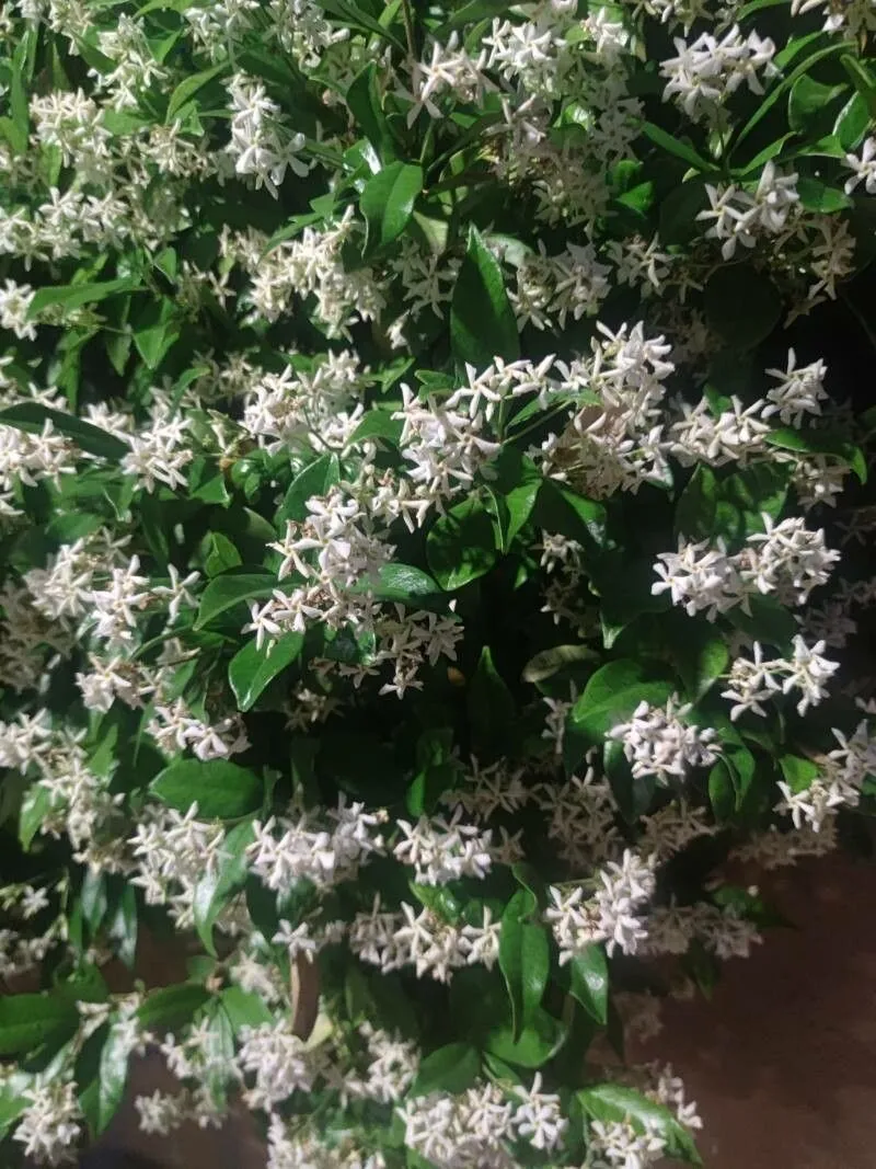 Chinese star-jessamine (Trachelospermum jasminoides, Jard. Fleur. 1: t. 61 (1851))