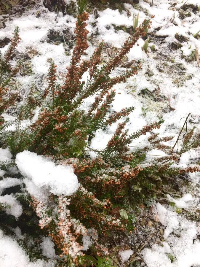 Cornish heath (Erica vagans, Erica: 10 (1770))