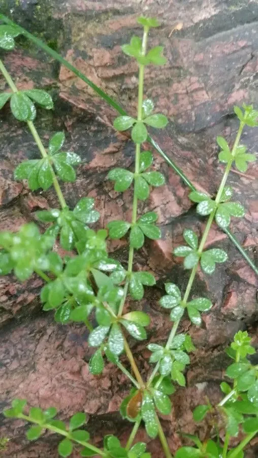 Round-leaved bedstraw (Galium rotundifolium, Sp. Pl.: 108 (1753))