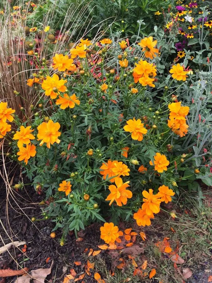 Orange cosmos (Cosmos sulphureus, Icon. 1: 56 (1791))