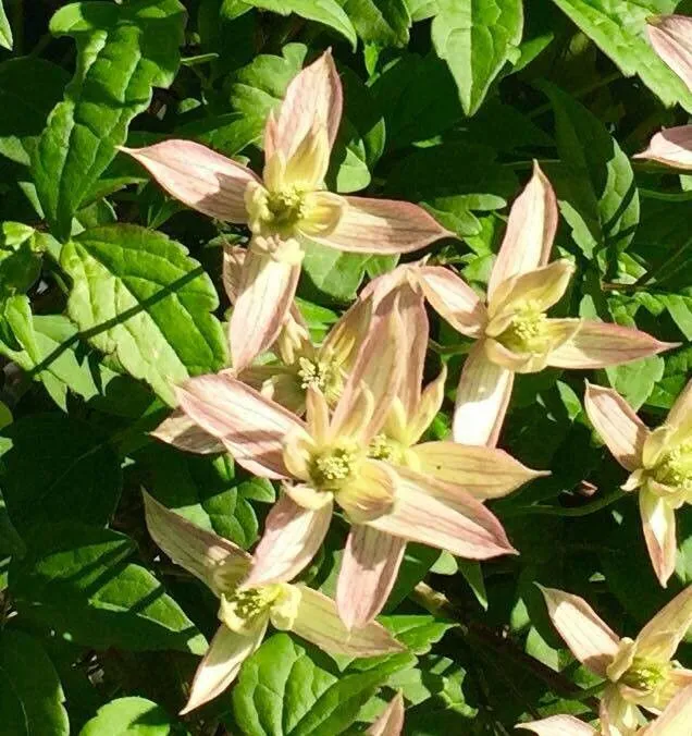 Himalayan clematis (Clematis montana, Syst. Nat. 1: 164 (1817))