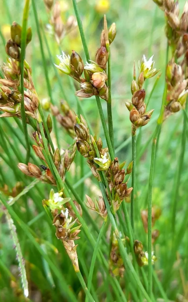 Forked rush (Juncus dichotomus, Sketch Bot. S. Carolina 1: 406 (1817))