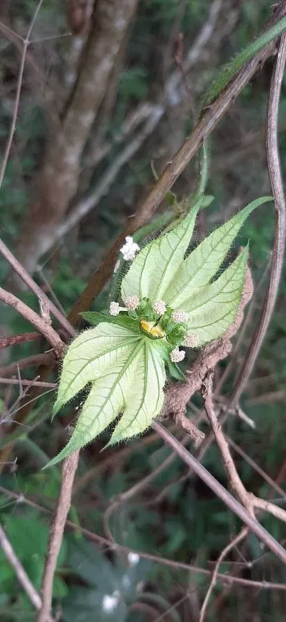 Spurgecreeper (Dalechampia scandens, Sp. Pl.: 1054 (1753))