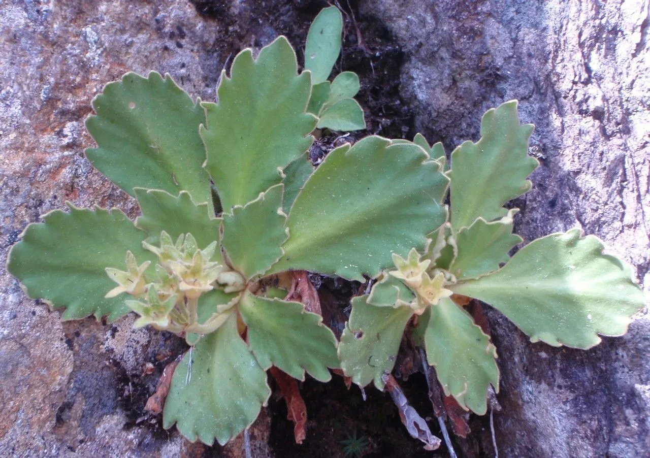 Hairy primrose (Primula hirsuta, Auct. Syn. Meth. Stirp. Hort. Regii Taur.: 10 (1773))