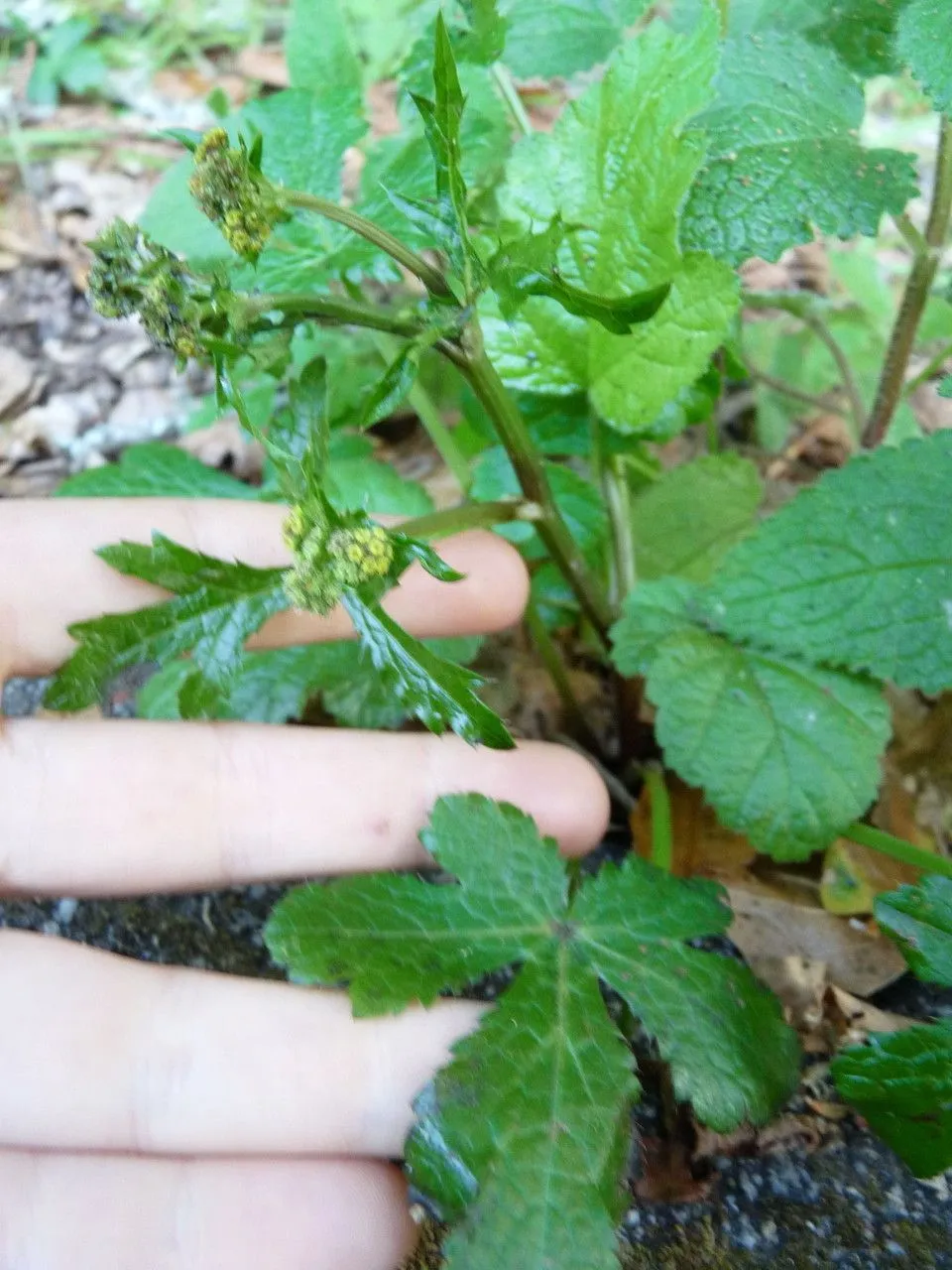 Western snakeroot (Sanicula crassicaulis, Prodr. 4: 84 (1830))