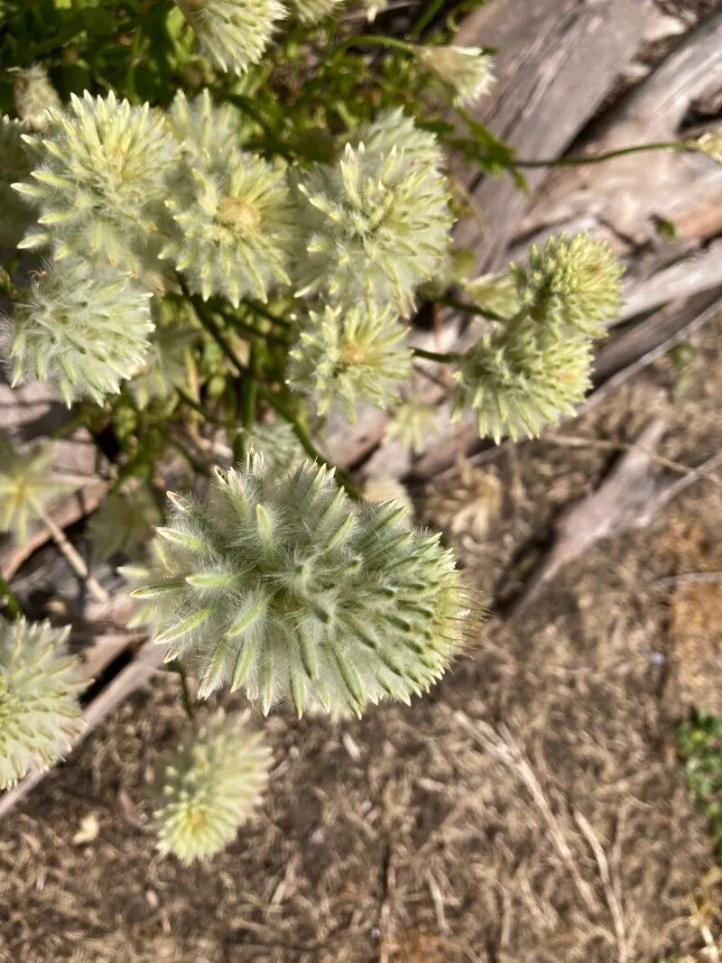 Cottonbush (Ptilotus obovatus, Fragm. 6: 228 (1868))