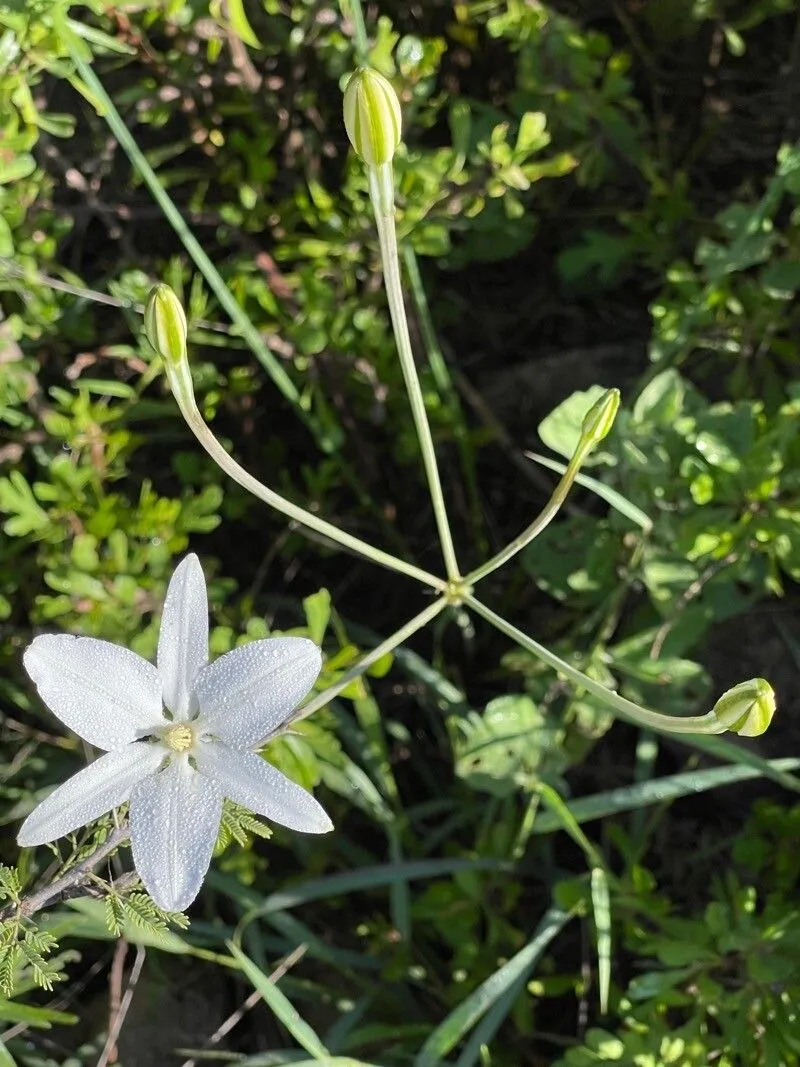 Mexican-star (Milla biflora, Icon. 2: 76 (1793))