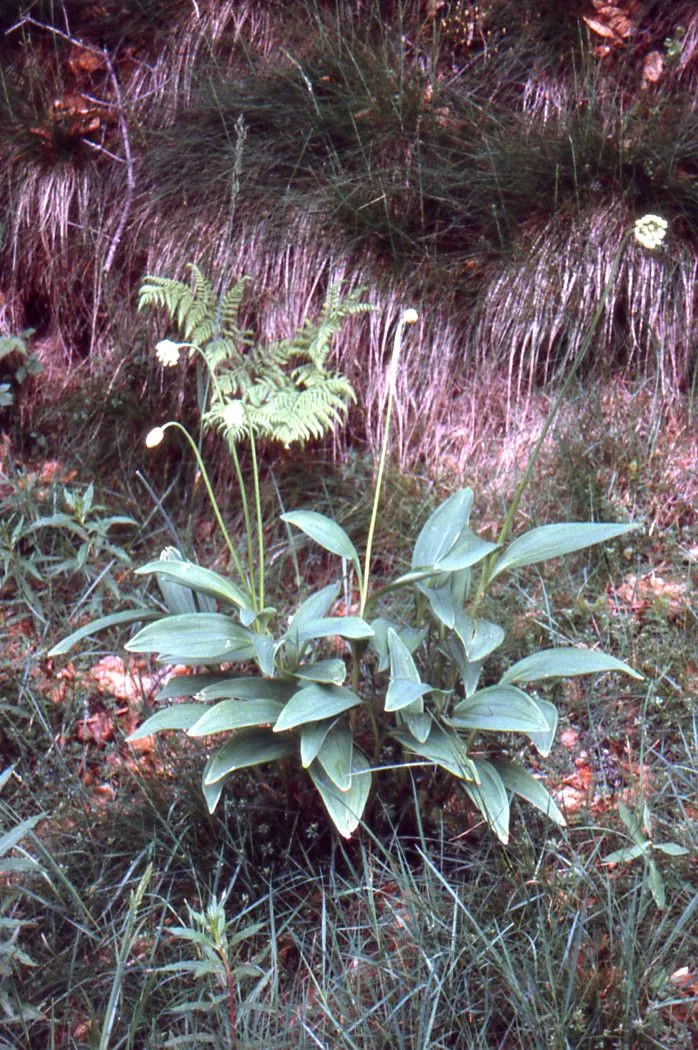 Alpine leek (Allium victorialis, Sp. Pl.: 295 (1753))