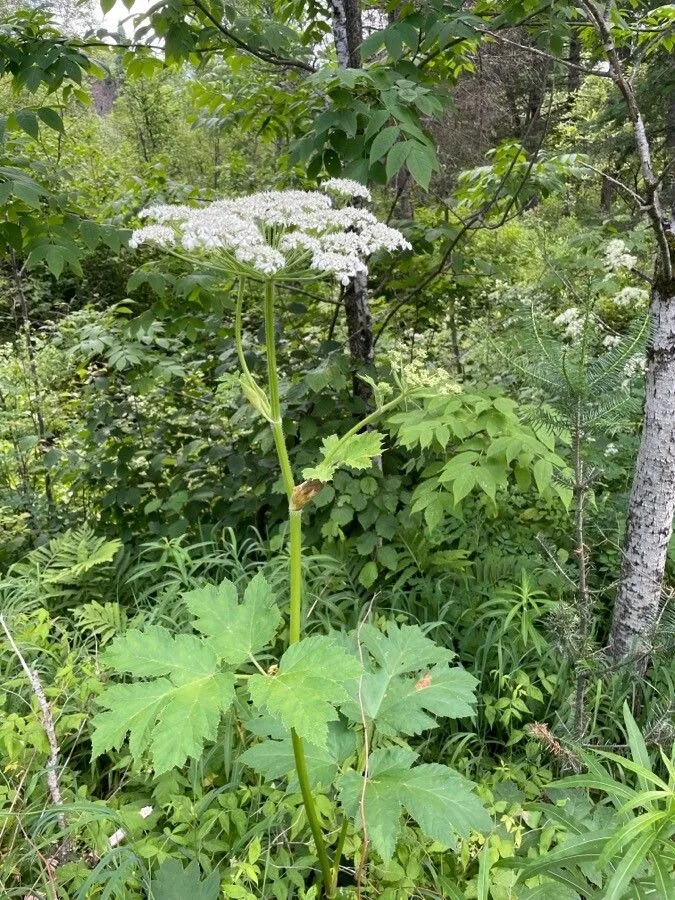 American cow-parsnip (Heracleum maximum, Travels Carolina: 344 (1791))