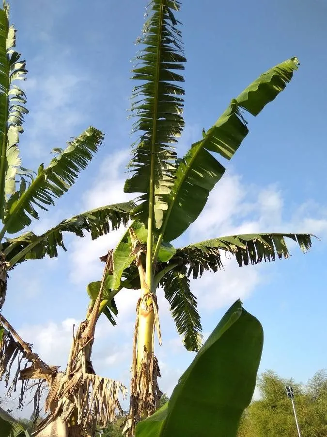 Plantain (Musa × paradisiaca, Sp. Pl.: 1043 (1753))