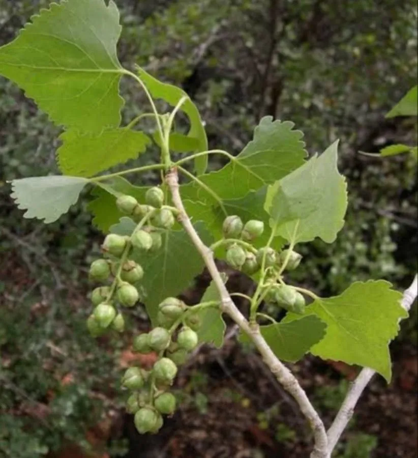 Fremont’s cottonwood (Populus fremontii, Proc. Amer. Acad. Arts 10: 350 (1875))