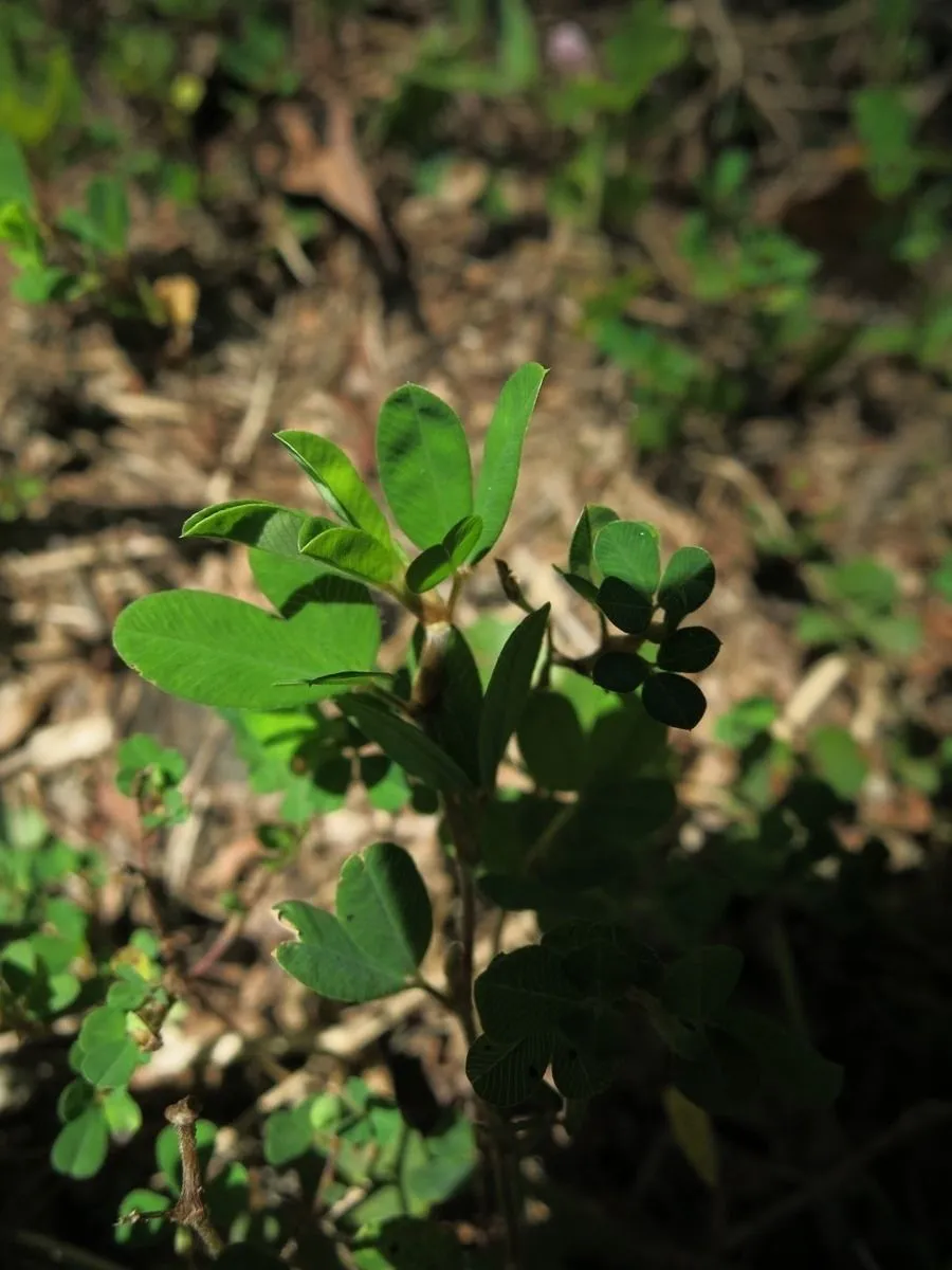 Japanese bush-clover (Kummerowia striata, Repert. Spec. Nov. Regni Veg. 10: 403 (1912))