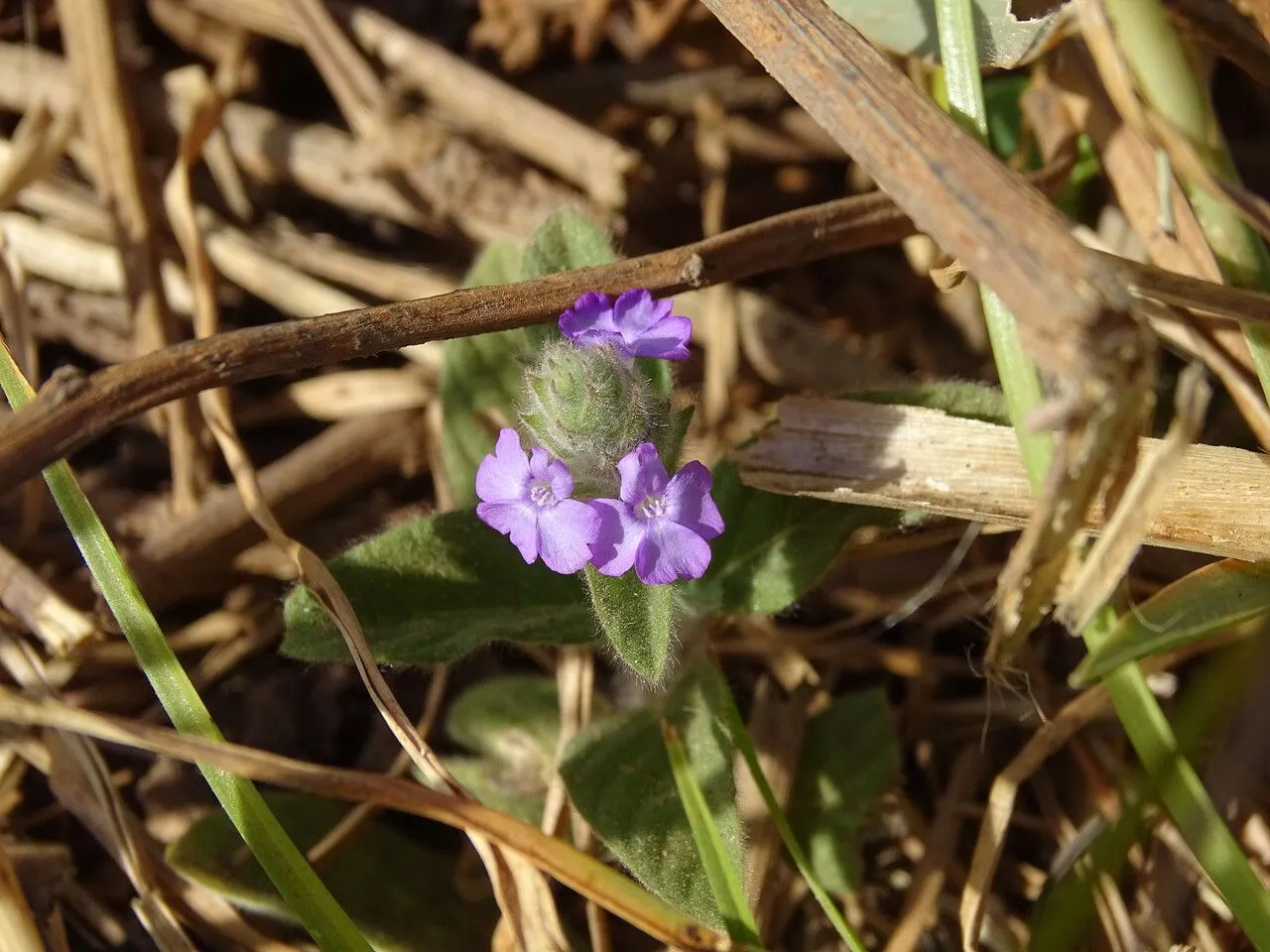 Blue pussyleaf (Nelsonia canescens, Syst. Veg. 1: 42 (1824))