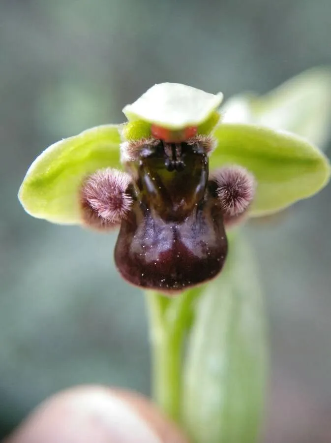 Bumblebee orchid (Ophrys bombyliflora, J. Bot. (Schrader) 1799(2): 325 (1800))