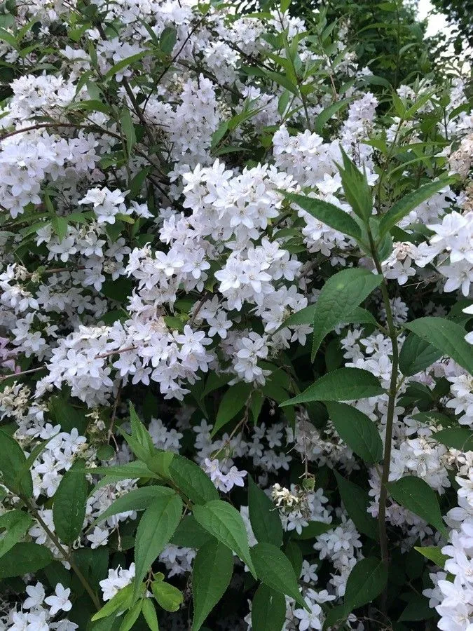 Japanese snowflower (Deutzia gracilis, Fl. Jap. 1: 22 (1835))