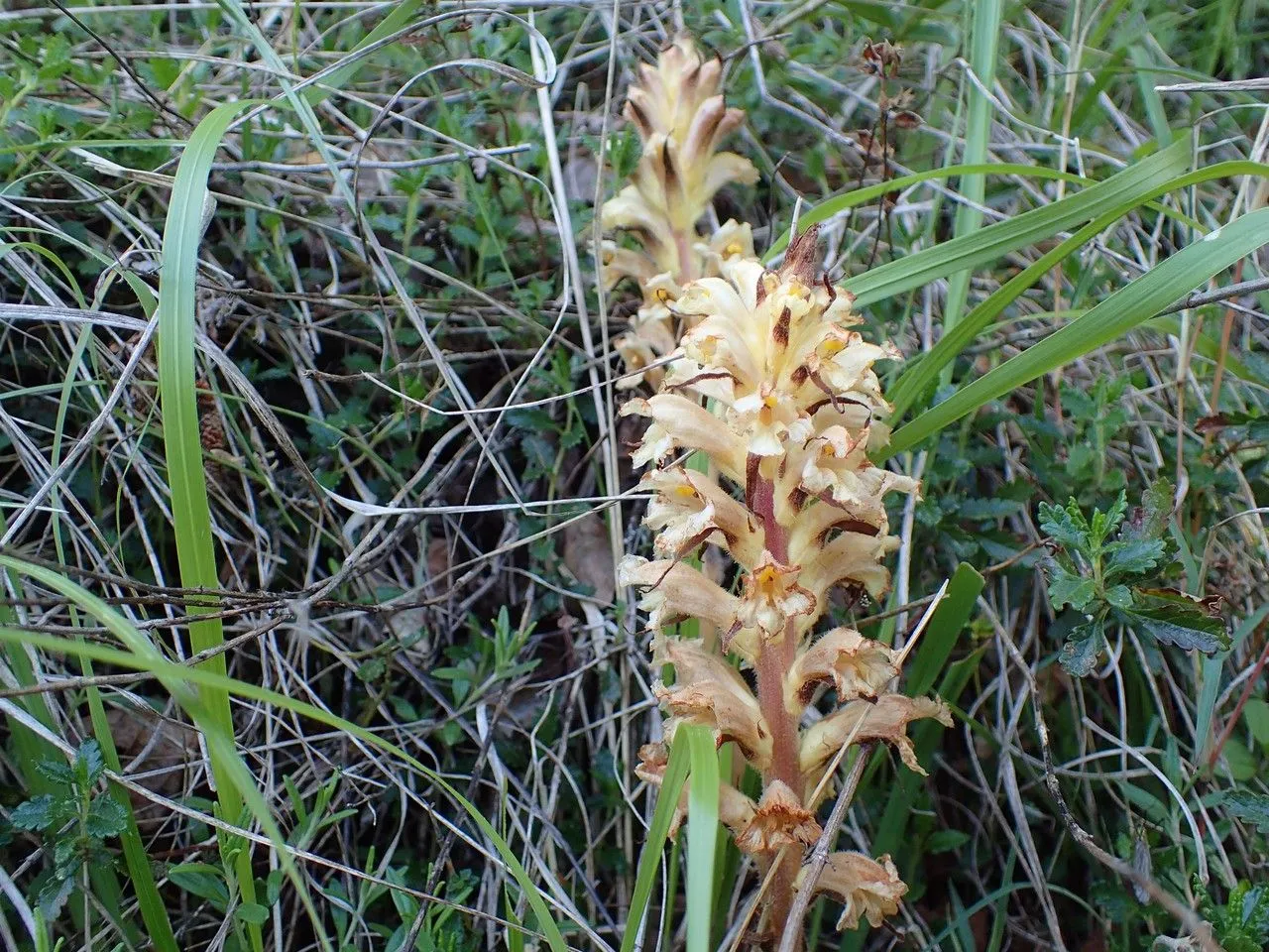 Yellow broomrape (Orobanche lutea, Enum. Stirp. Transsilv. 2: 215 (1816))