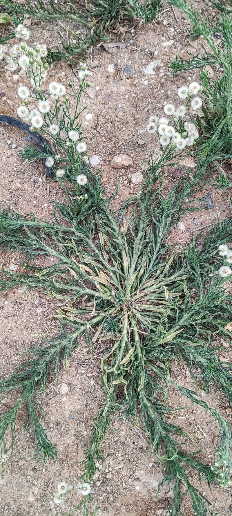 Argentine fleabane (Erigeron bonariensis, Sp. Pl.: 863 (1753))