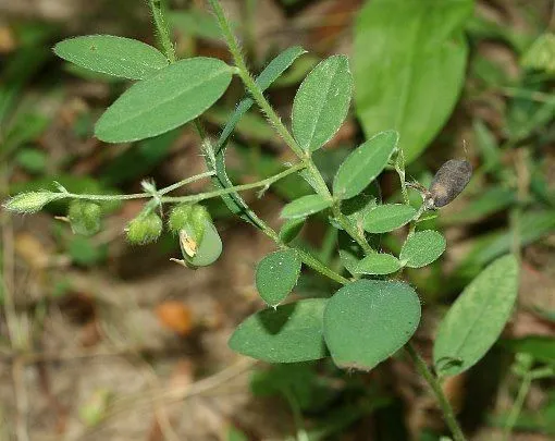 Arrowhead rattlebox (Crotalaria sagittalis, Sp. Pl.: 714 (1753))