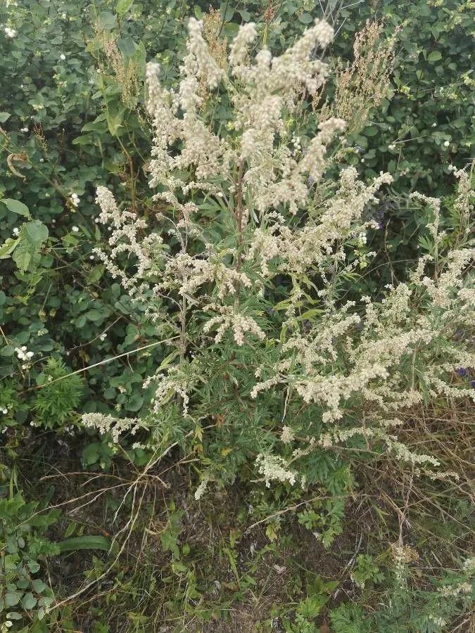 Felonherb (Artemisia vulgaris, Sp. Pl.: 848 (1753))