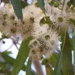 Myrtaceae