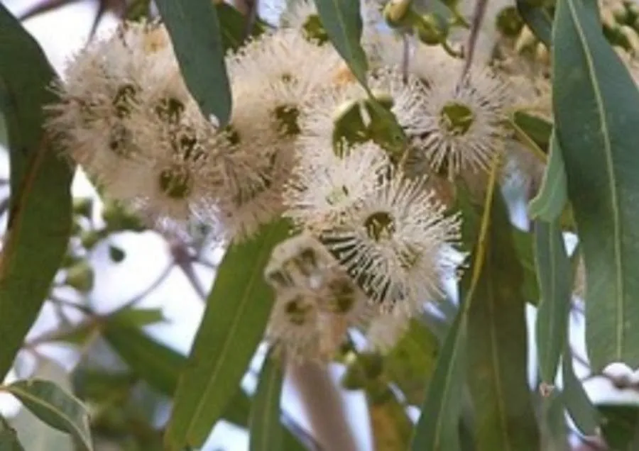 Moreton bay-ash (Corymbia tessellaris, Telopea 6: 402 (1995))