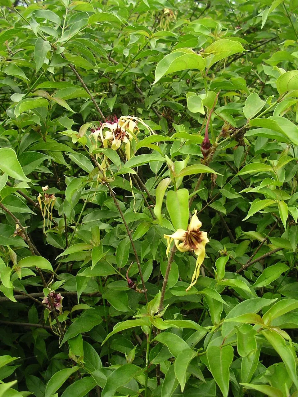 Poison arrowvine (Strophanthus sarmentosus, Bull. Sci. Soc. Philom. Paris 3: 123 (1802))