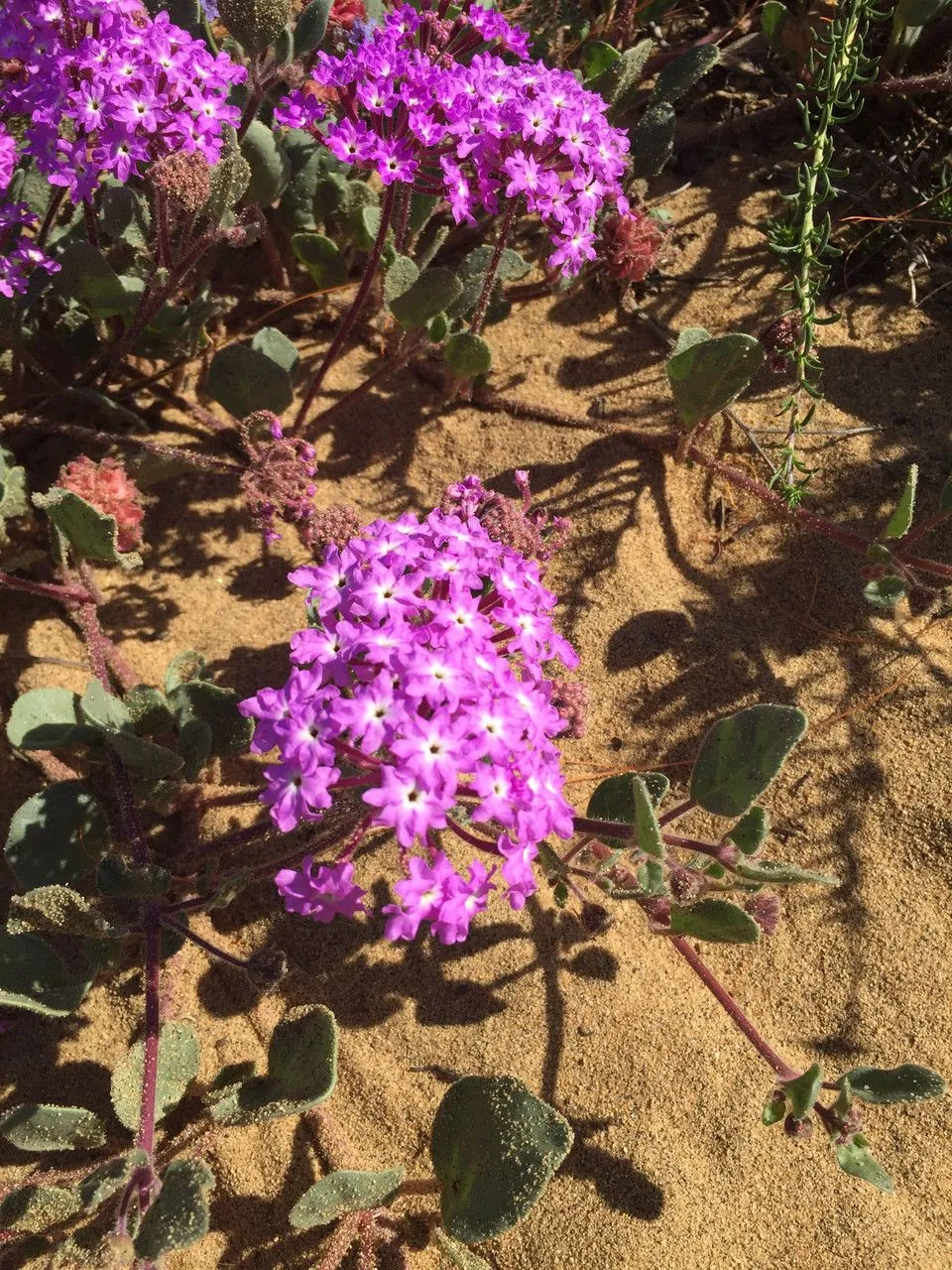 Sand-verbena (Abronia umbellata, Tabl. Encycl. 1: 469 (1793))